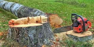 Best Tree Trimming and Pruning  in New Bern, NC