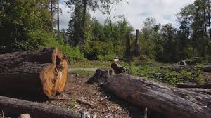 Best Stump Grinding and Removal  in New Bern, NC
