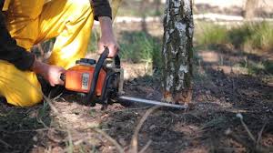 Best Lawn Renovation and Restoration  in New Bern, NC