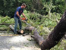 Best Lot and Land Clearing  in New Bern, NC