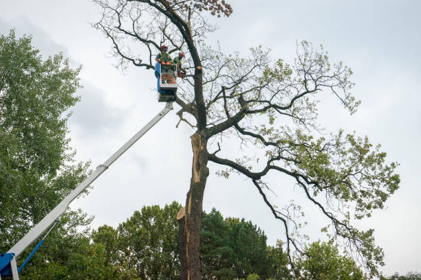 Best Aeration Services  in New Bern, NC