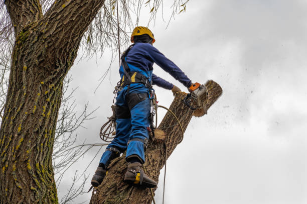 Best Leaf Removal  in New Bern, NC