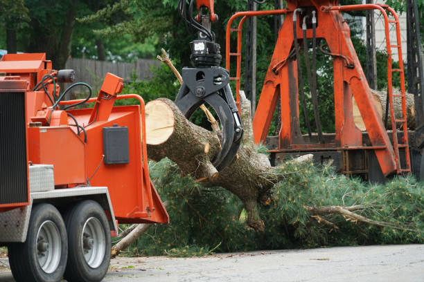 Grass Overseeding in New Bern, NC